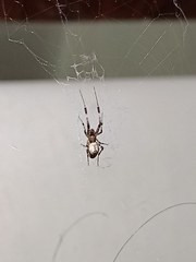 Zosis geniculata