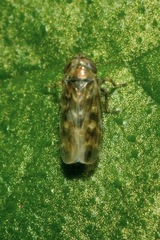 Deltocephalus pulicaris