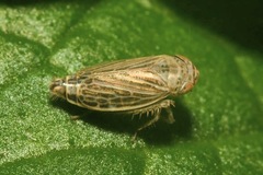 Streptanus aemulans