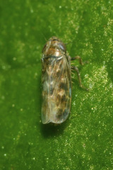 Deltocephalus pulicaris