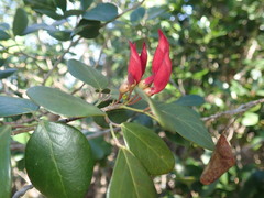 Arthroclianthus sanguineus