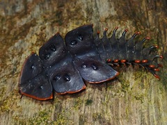 Platerodrilus ruficollis