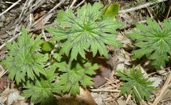 Pelargonium articulatum