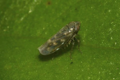 Deltocephalus pulicaris