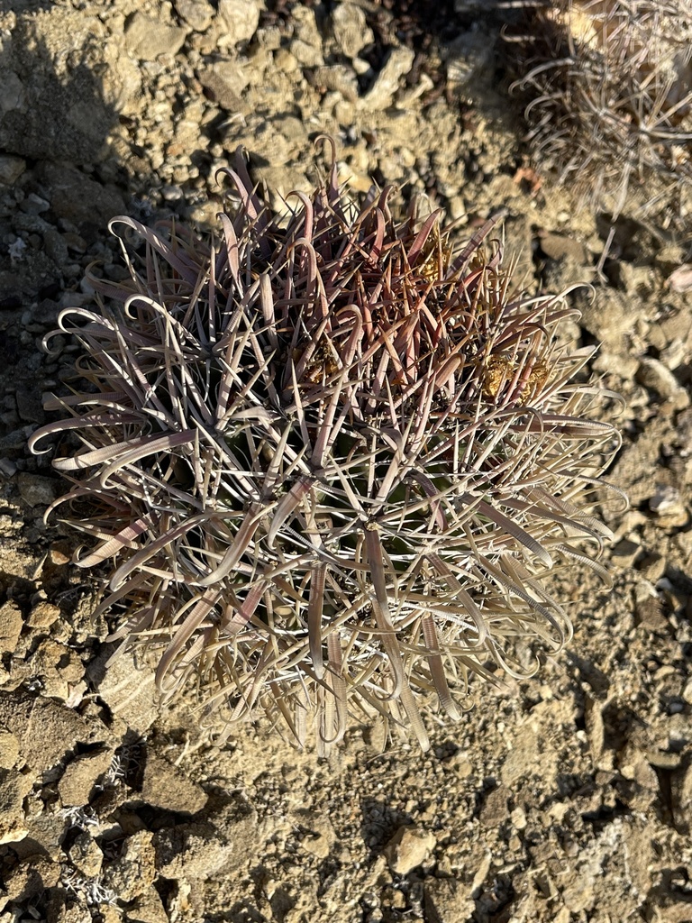 Ferocactus chrysacanthus grandiflorus in August 2021 by Glenn Ehrenberg