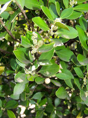 Robsonodendron eucleiforme