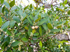 Robsonodendron eucleiforme