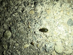 Hydrochara affinis