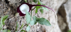 Aristolochia nelsonii