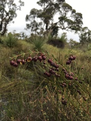 Boronia megastigma