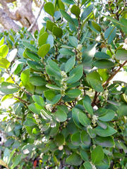 Robsonodendron eucleiforme