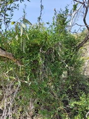 Billardiera heterophylla