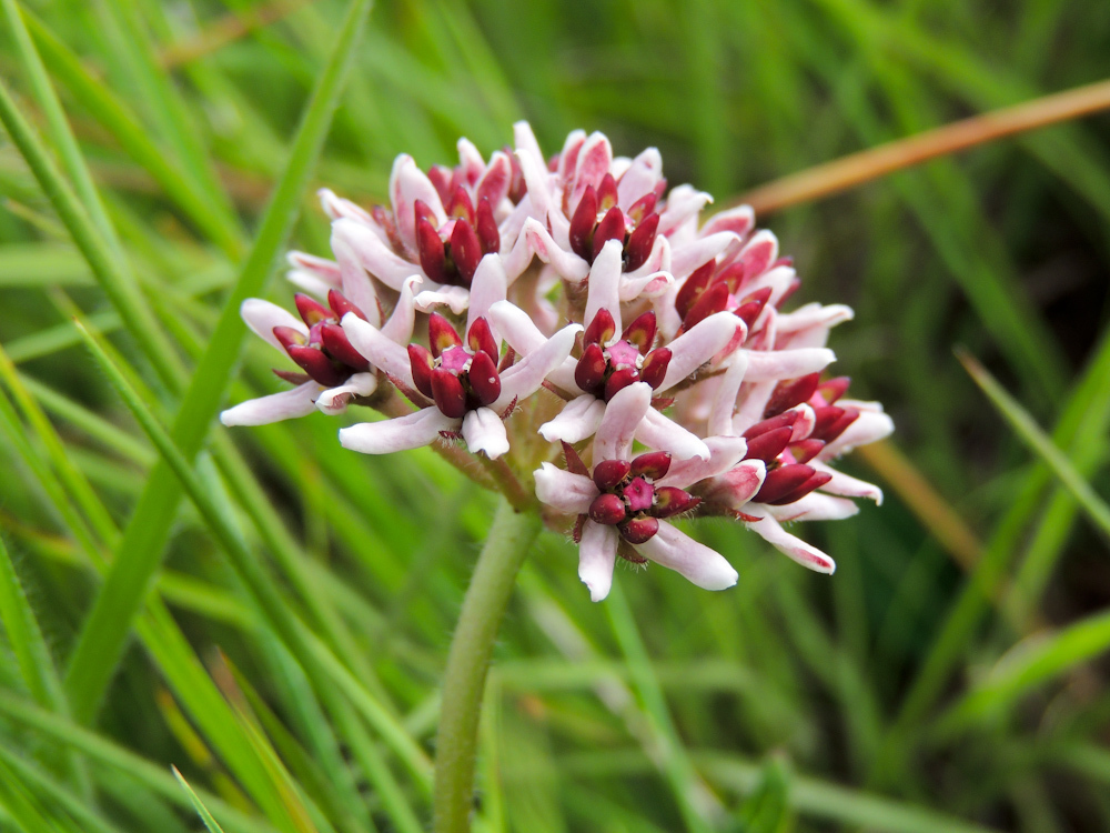 Xysmalobium pedifoetidum