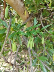 Billardiera heterophylla