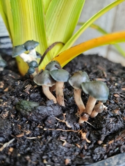 Psilocybe