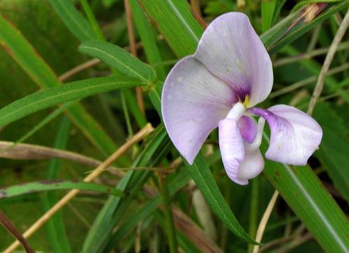 Wild Cow Pea