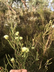 Kunzea sulphurea