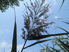 Phragmites australis altissimus