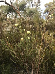 Kunzea sulphurea