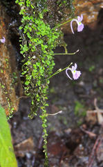 Utricularia sandersonii