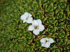 Veronica ciliolata fiordensis