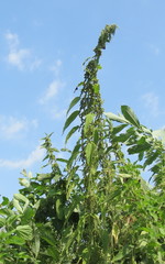 Urtica galeopsifolia