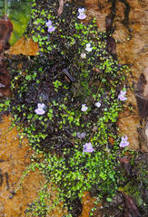 Utricularia sandersonii