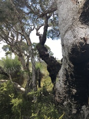 Melaleuca preissiana
