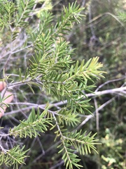 Melaleuca preissiana