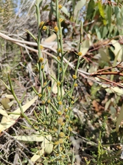 Acacia continua