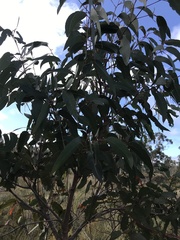 Eucalyptus patens