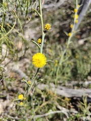 Acacia continua