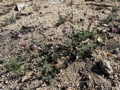 Monardella australis