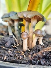 Psilocybe