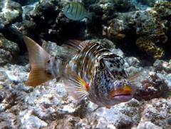 Lethrinus xanthochilus