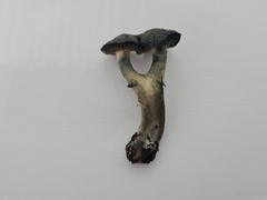 Psilocybe