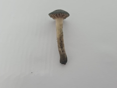 Psilocybe
