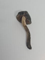 Psilocybe