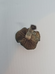 Psilocybe