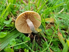Psilocybe subaeruginosa