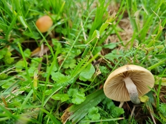 Psilocybe subaeruginosa