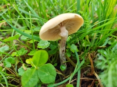 Psilocybe subaeruginosa
