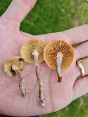 Psilocybe subaeruginosa