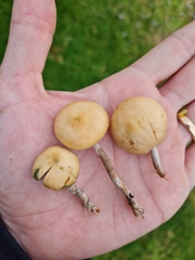 Psilocybe subaeruginosa