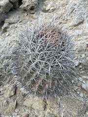 Ferocactus fordii