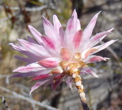 Syncarpha canescens canescens