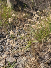Jacobaea grandidentata