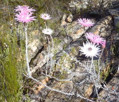 Syncarpha canescens canescens