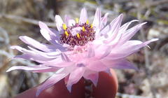 Syncarpha canescens canescens