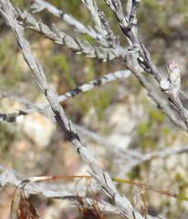 Syncarpha canescens canescens